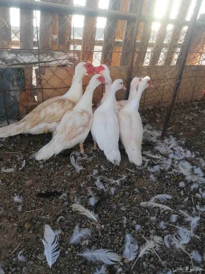 بط بلدي للبيع 0