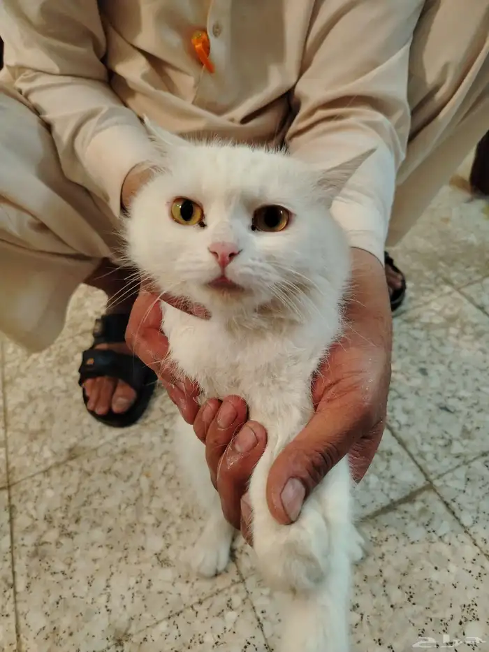 السلام عليكم 2