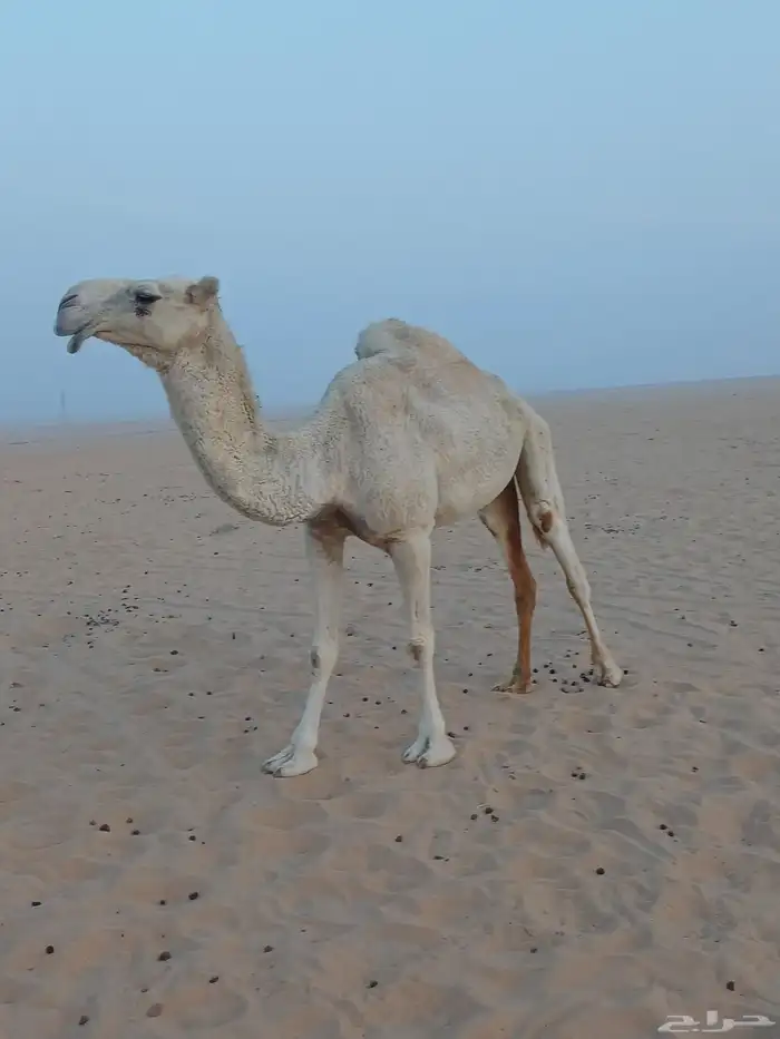 وضحا ضروبة 1