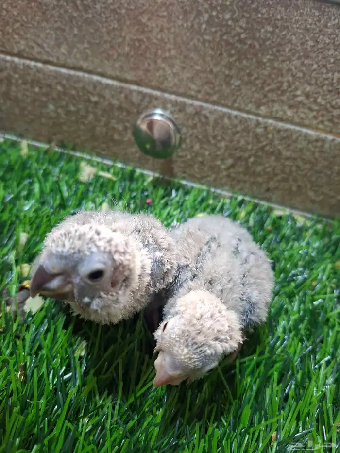 فروخ كنيور 0