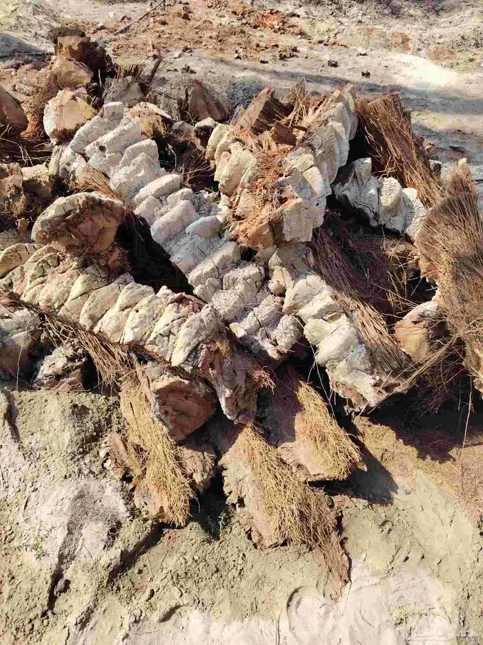 جذوع نخل يابس 0