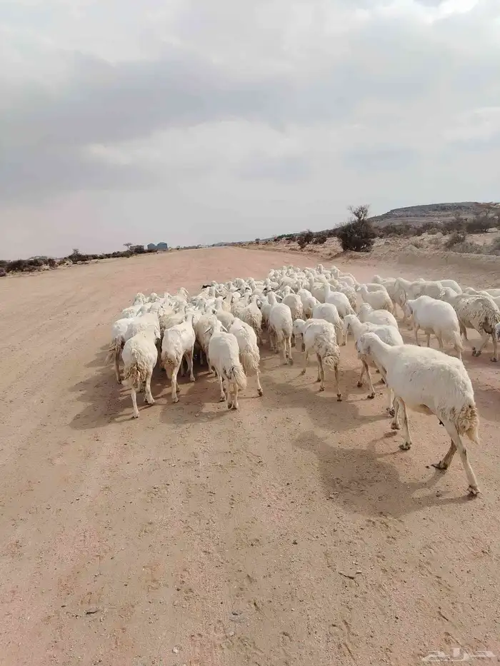 الغنم حريات طيب مرح واحد 5