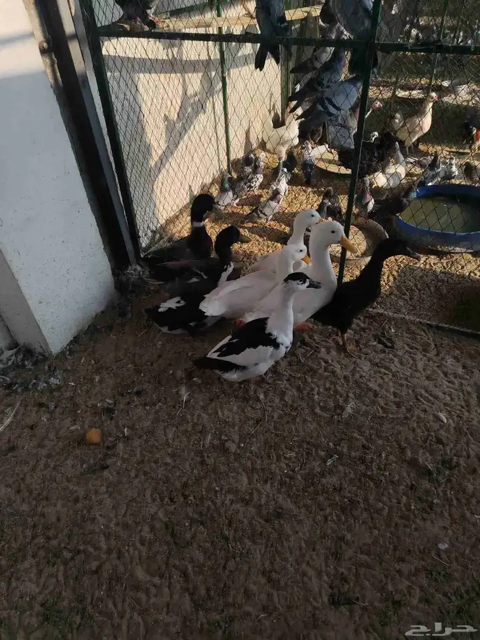 بط جميل واحجام 2