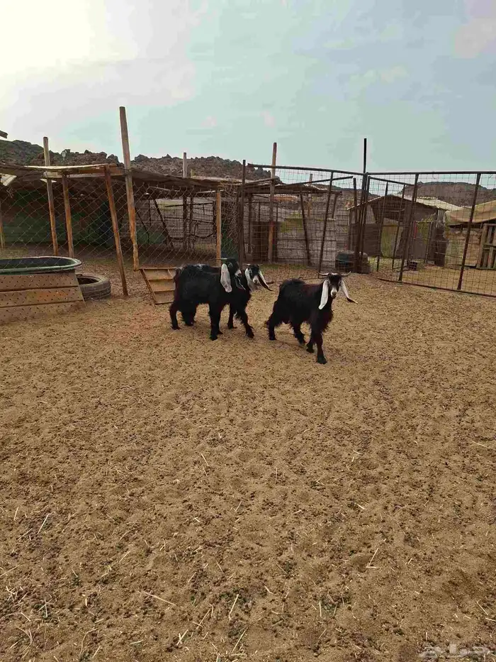 تيوس عوارض 2