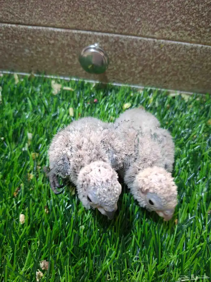 فروخ كنيور 2