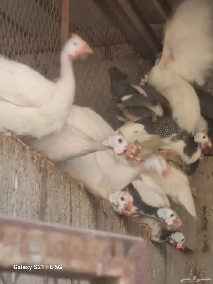 دجاج حبشي ألوان وأنواع دواجن رومي وز بط دجاج 2