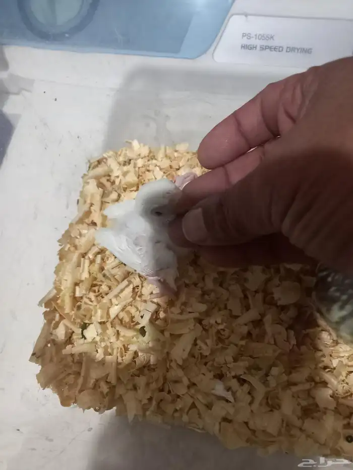 فرخ كروان مصبع فرخ روز البينو..فخمه 4