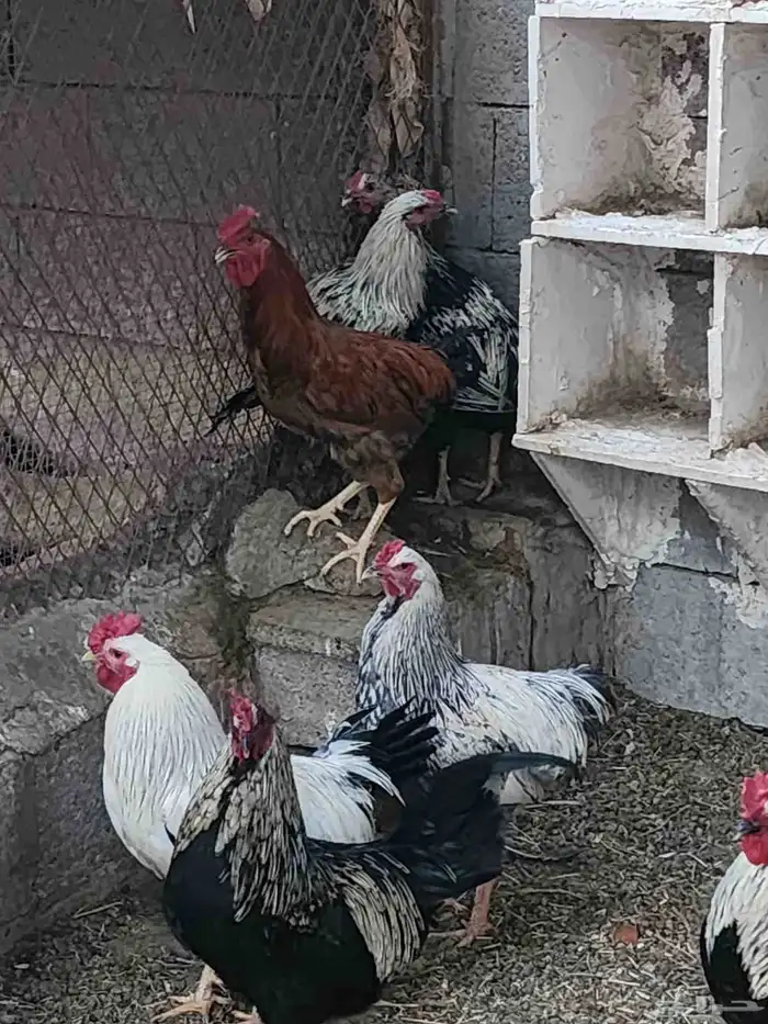 ديوك للبيع نجدي 1