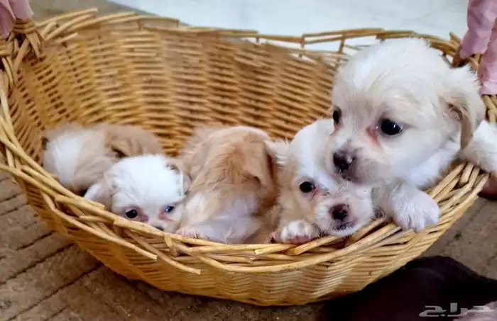 لا تفوتكم ...جراء انتاج رهيب 4