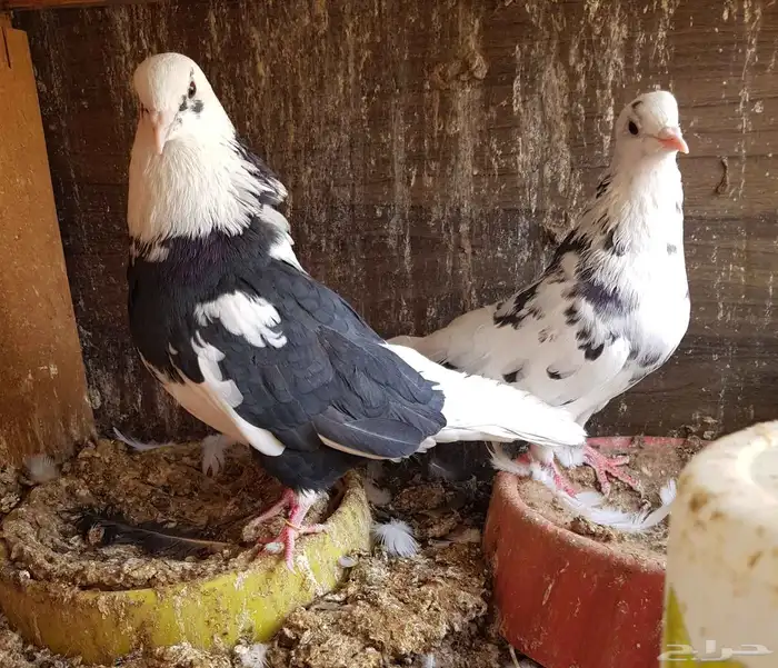 قطايف قطيفي الحد 150 للكل 1