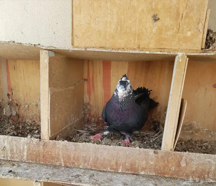 قطايف قطيفي الحد 150 للكل 6