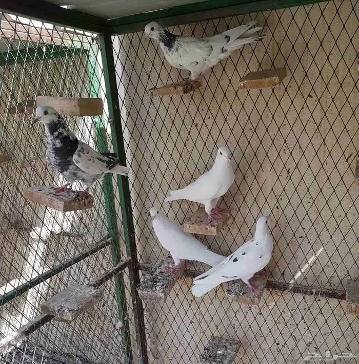 قطايف قطيفي الحد 150 للكل 7