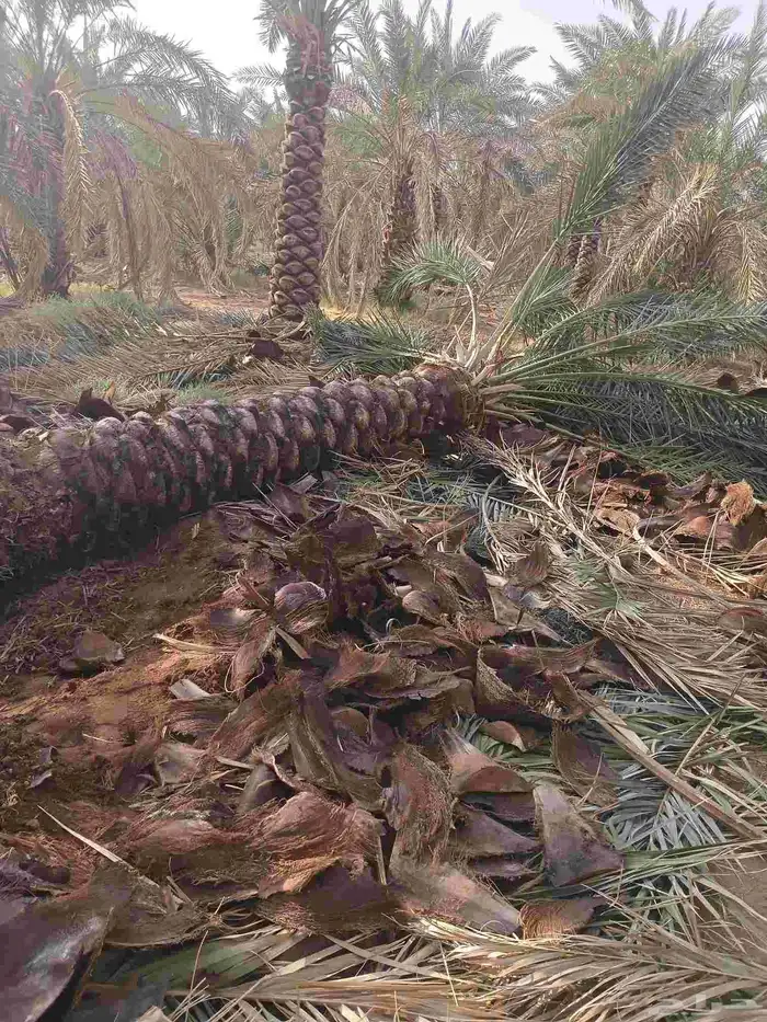 يوجد لدينا نخل مكرب هلال من مترين ونص 3م 4م 5م6متر 7