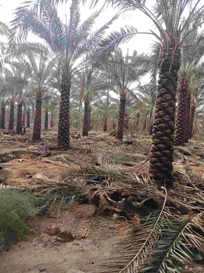 يوجد لدينا نخل مكرب هلال من مترين ونص 3م 4م 5م6متر 0