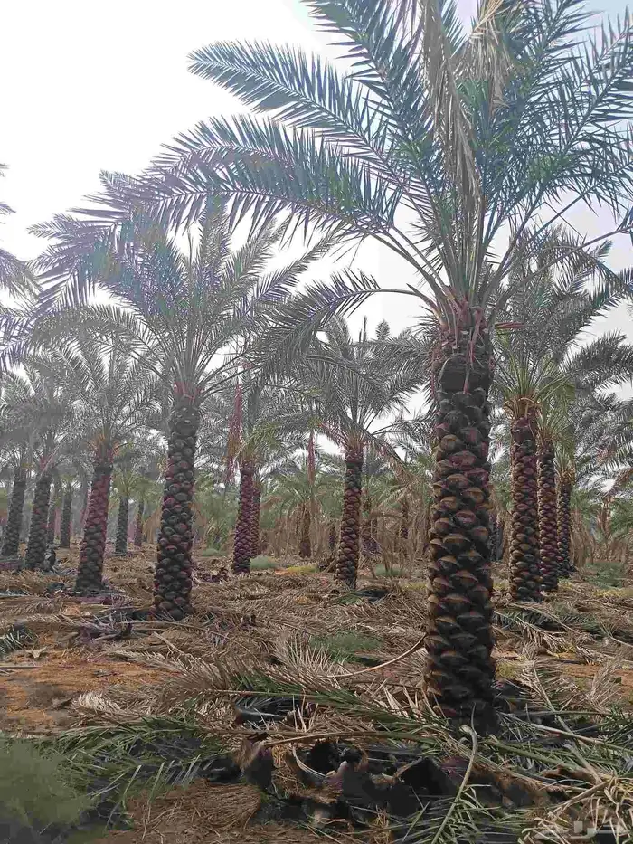 يوجد لدينا نخل مكرب هلال من مترين ونص 3م 4م 5م6متر 1