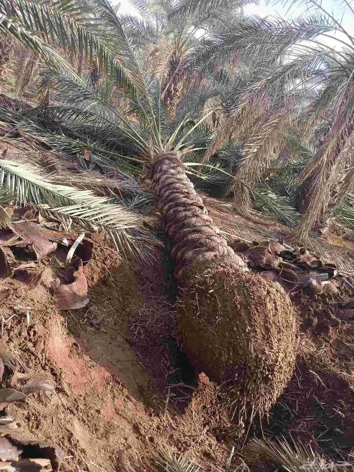 يوجد لدينا نخل مكرب هلال من مترين ونص 3م 4م 5م6متر 6