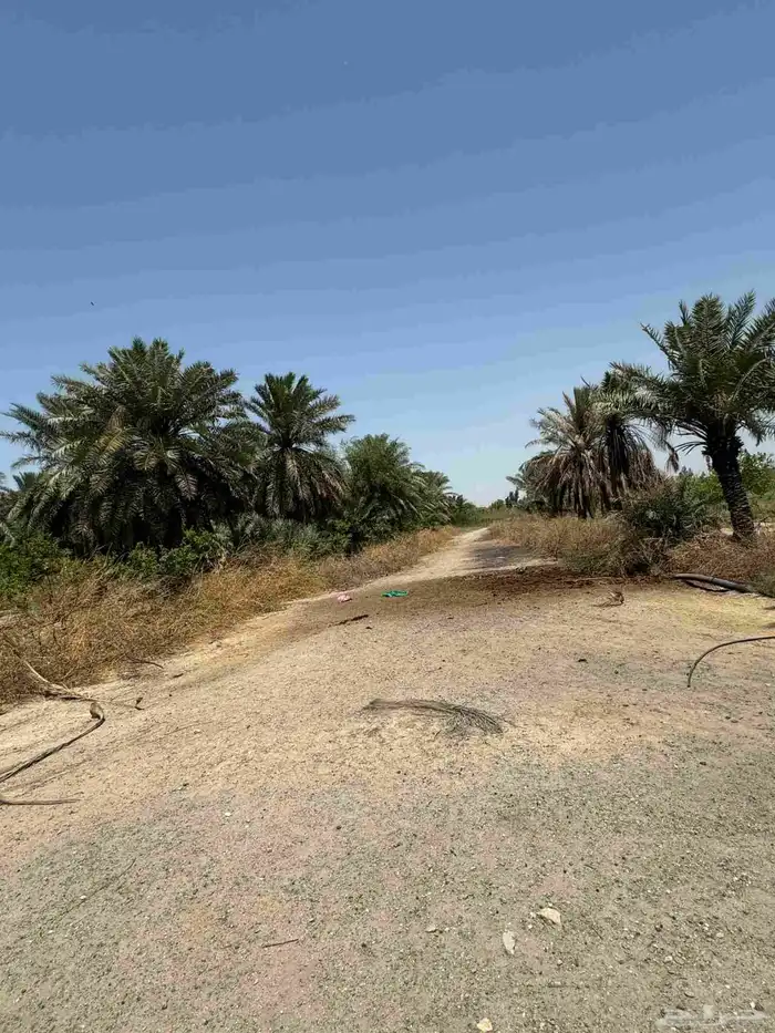 ارض زراعي للبيع 8