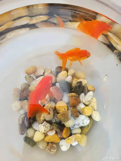 سمك مع زجاجه للبيع index