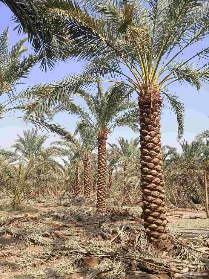 يوجد لدينا نخل مكرب هلال من مترين ونص 3م 4م 5م6متر 5