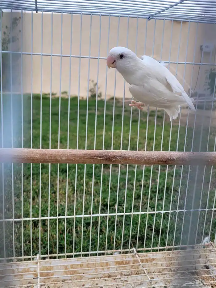 روز البينو للبيع 0