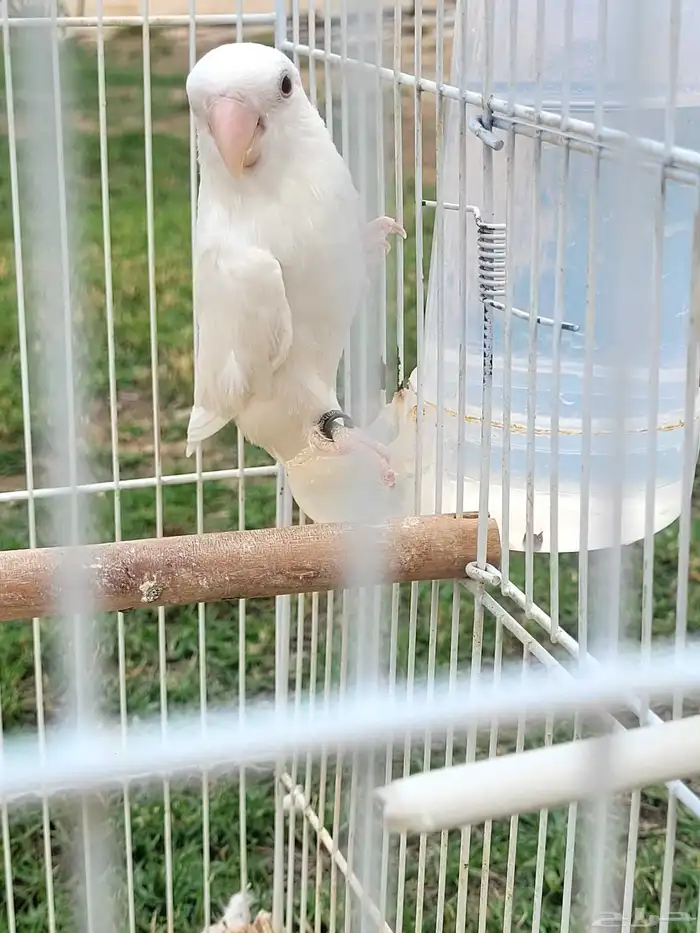 روز البينو للبيع 4