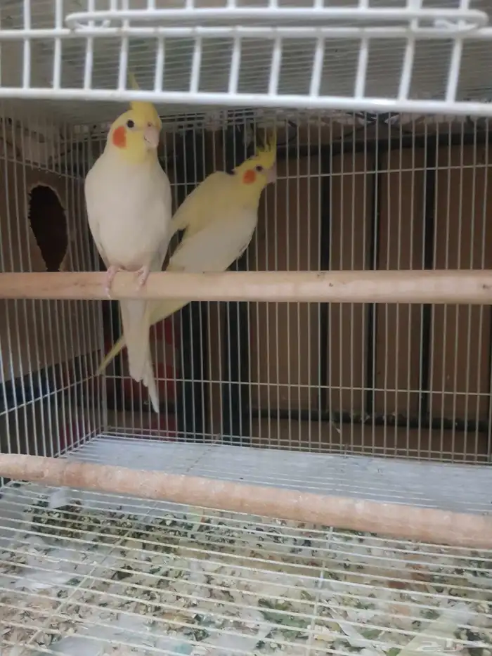 للبيع جوز كروان لاتينو منتج من قبل 1