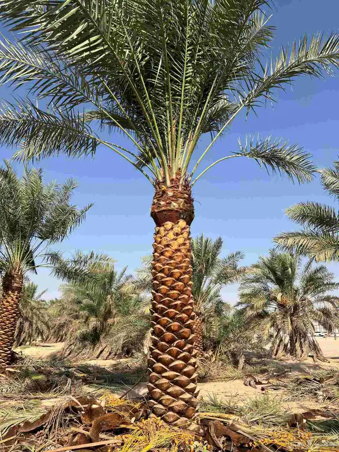 زيتون ونخل واشنطني 2