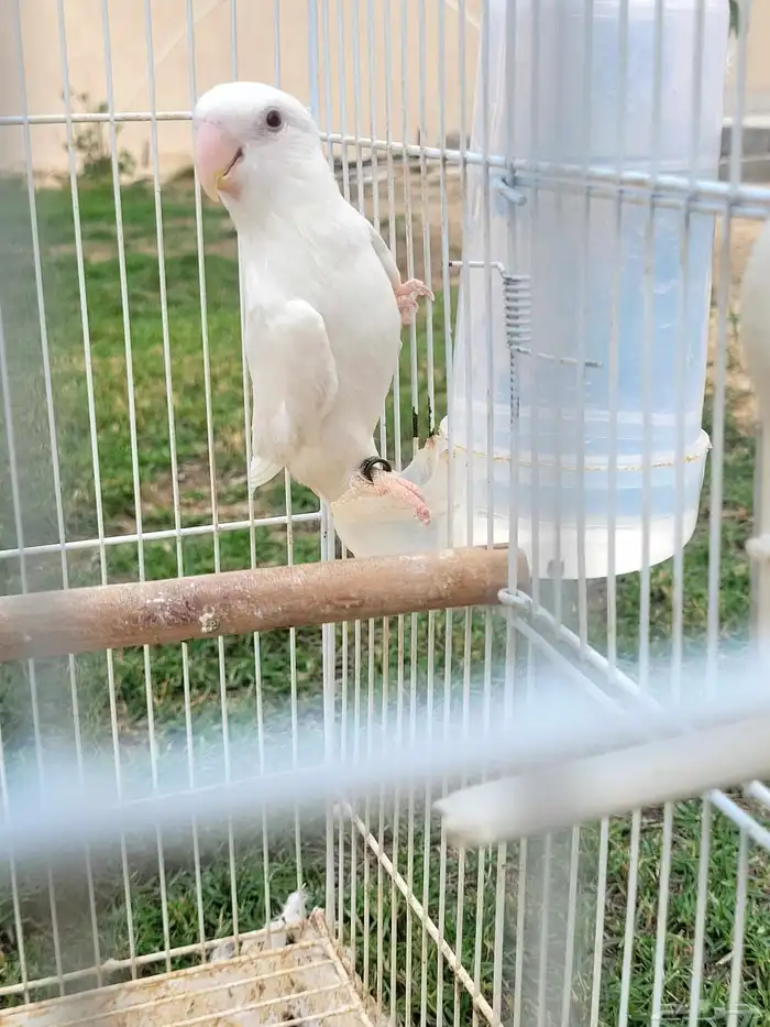 روز البينو للبيع 3