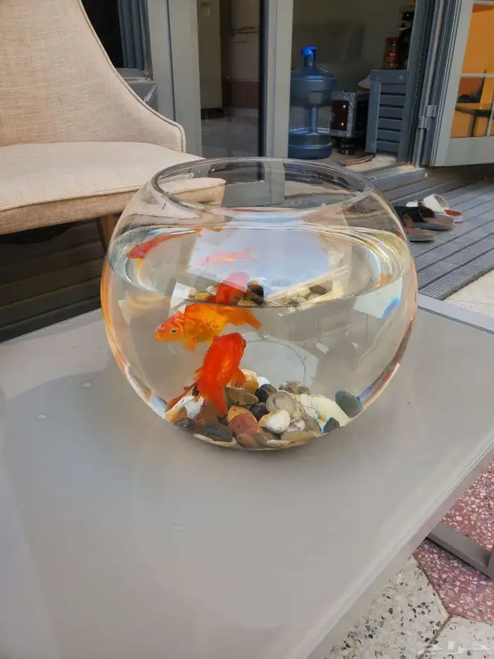 سمك مع زجاجه للبيع 0