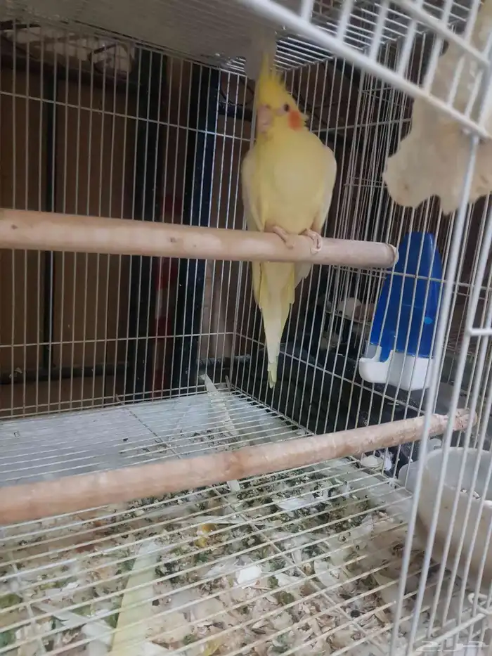 للبيع جوز كروان لاتينو منتج من قبل 2