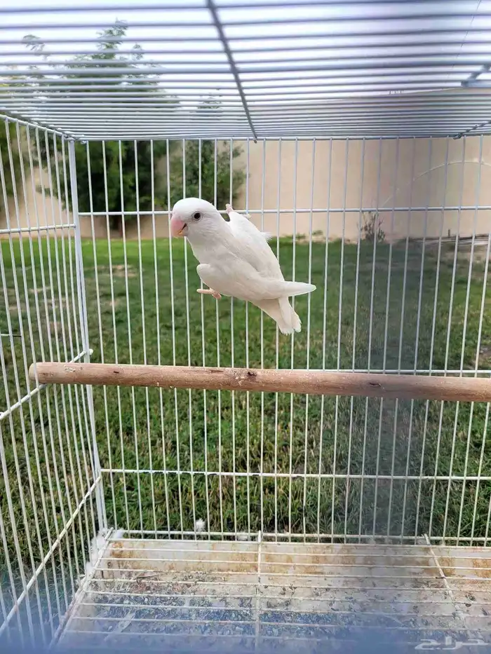 روز البينو للبيع 2