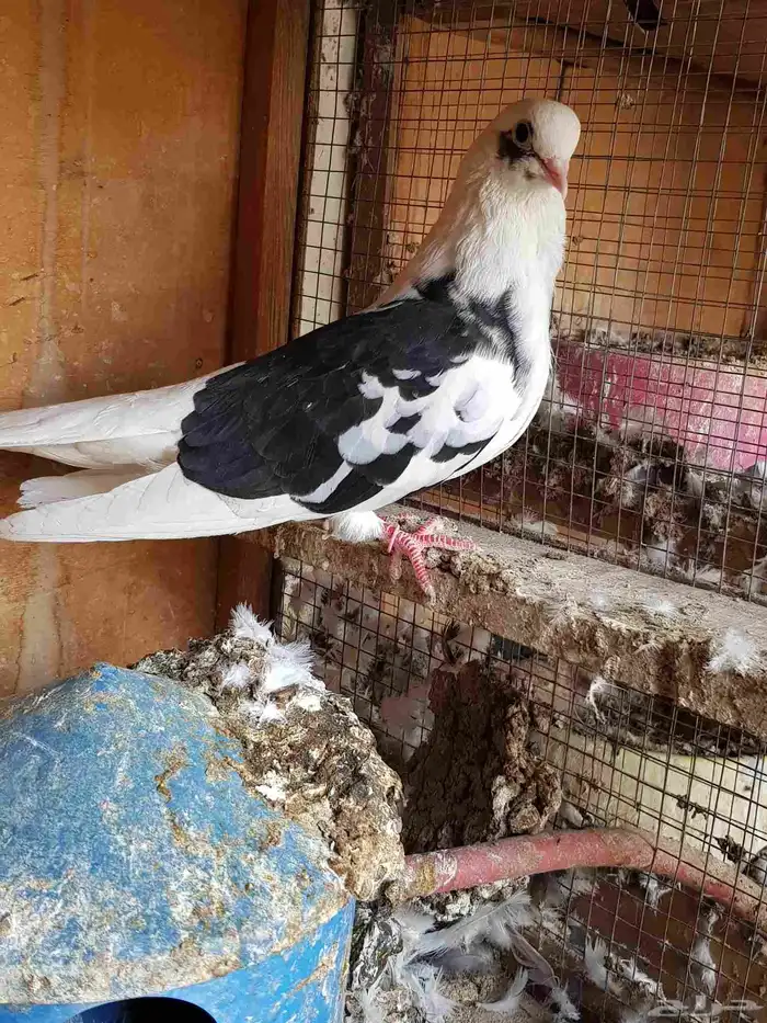 قطايف قطيفي الحد 150 للكل 4