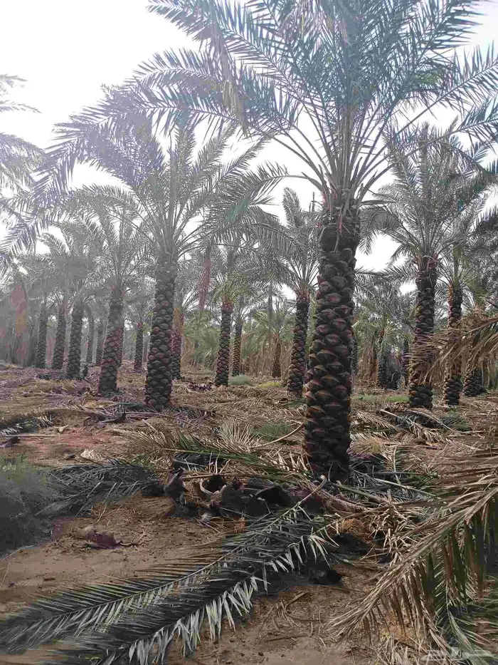 يوجد لدينا نخل مكرب هلال من مترين ونص 3م 4م 5م6متر 2