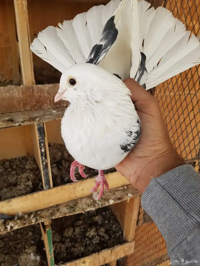 قطايف قطيفي الحد 150 للكل 2