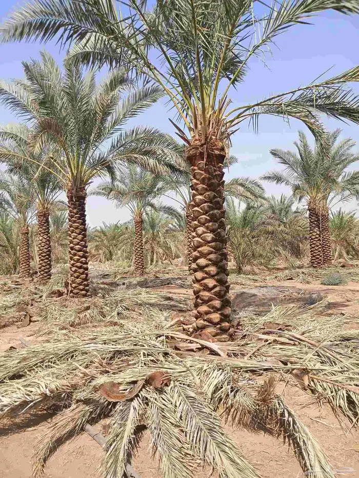 يوجد لدينا نخل مكرب هلال من مترين ونص 3م 4م 5م6متر 4