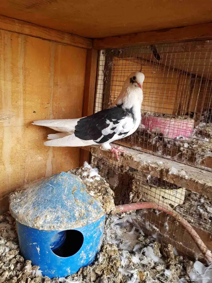 قطايف قطيفي الحد 150 للكل 3