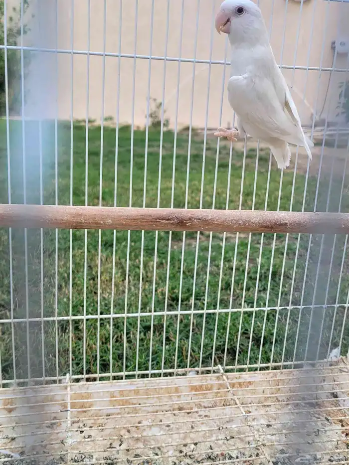 روز البينو للبيع 1