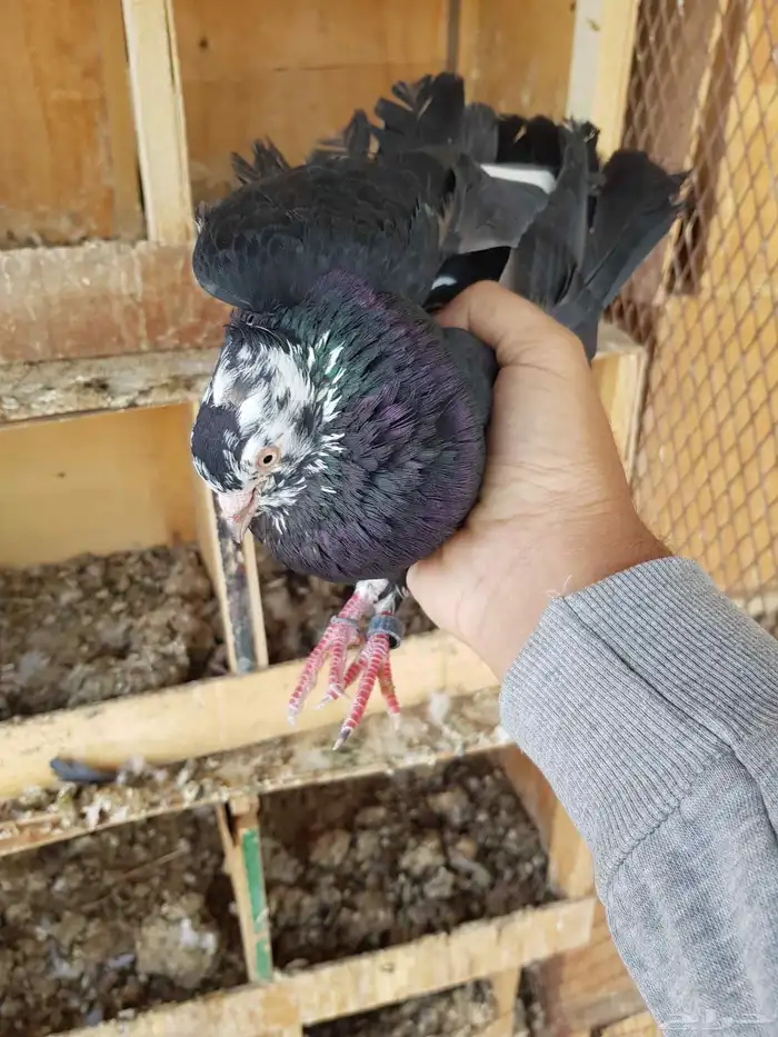 قطايف قطيفي الحد 150 للكل 5