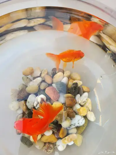 سمك مع زجاجه للبيع index