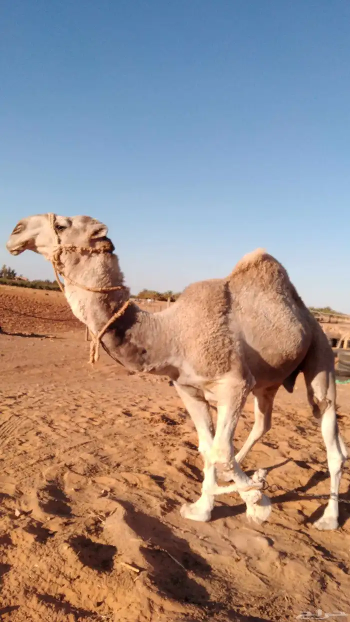 للبيع قعود أوضح 0