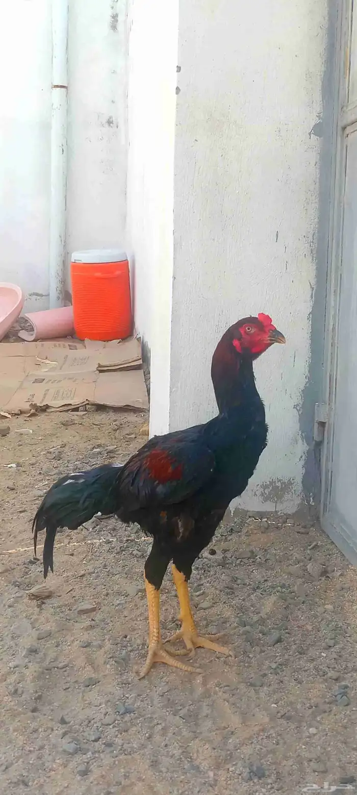 ديك باكستاني سندي 1