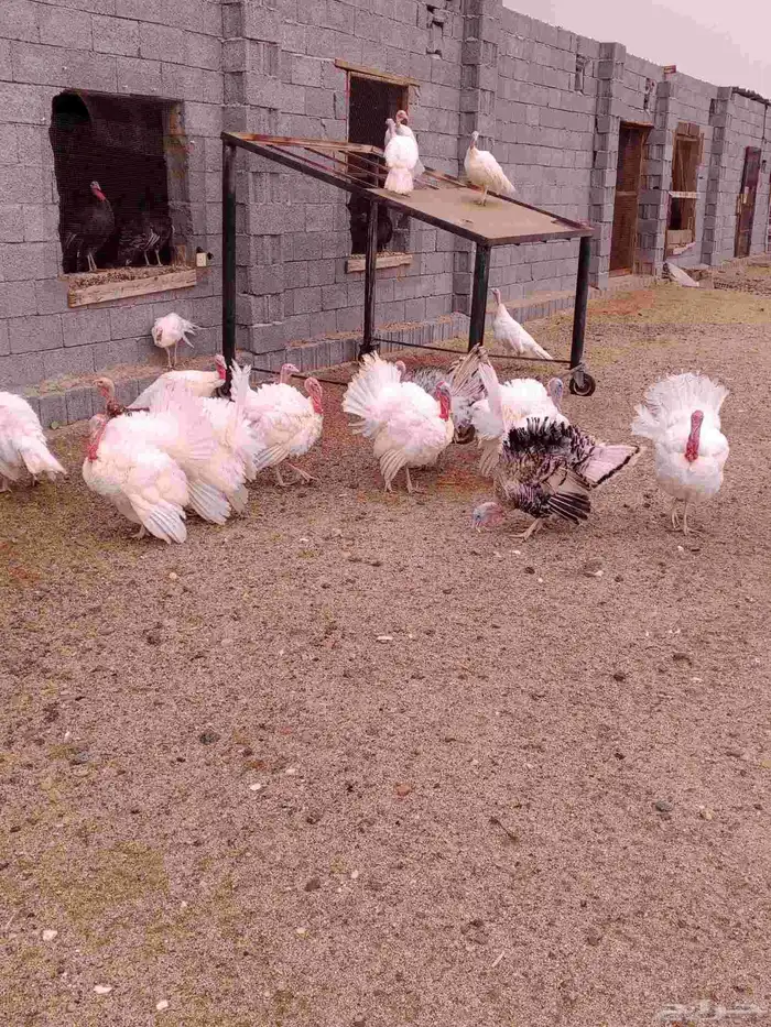 دجاج رومي للبيع 6