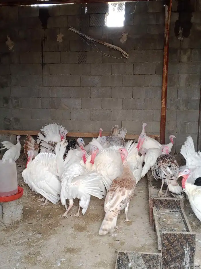 دجاج رومي للبيع 9