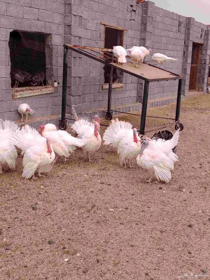 دجاج رومي للبيع 5