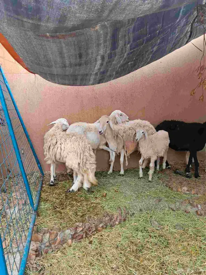 3 نعاج خلفات حري وسواكني 4