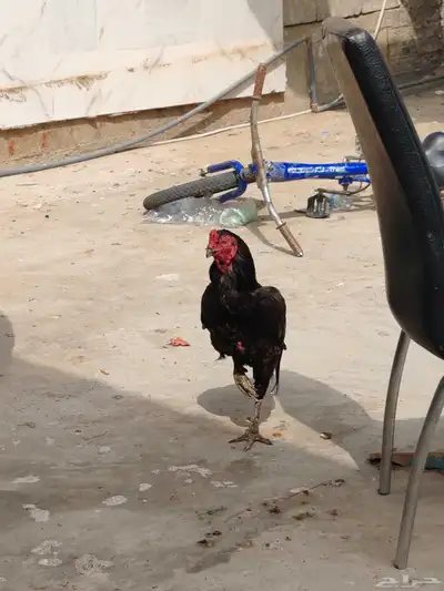 ديك سندي شباب شرط 0