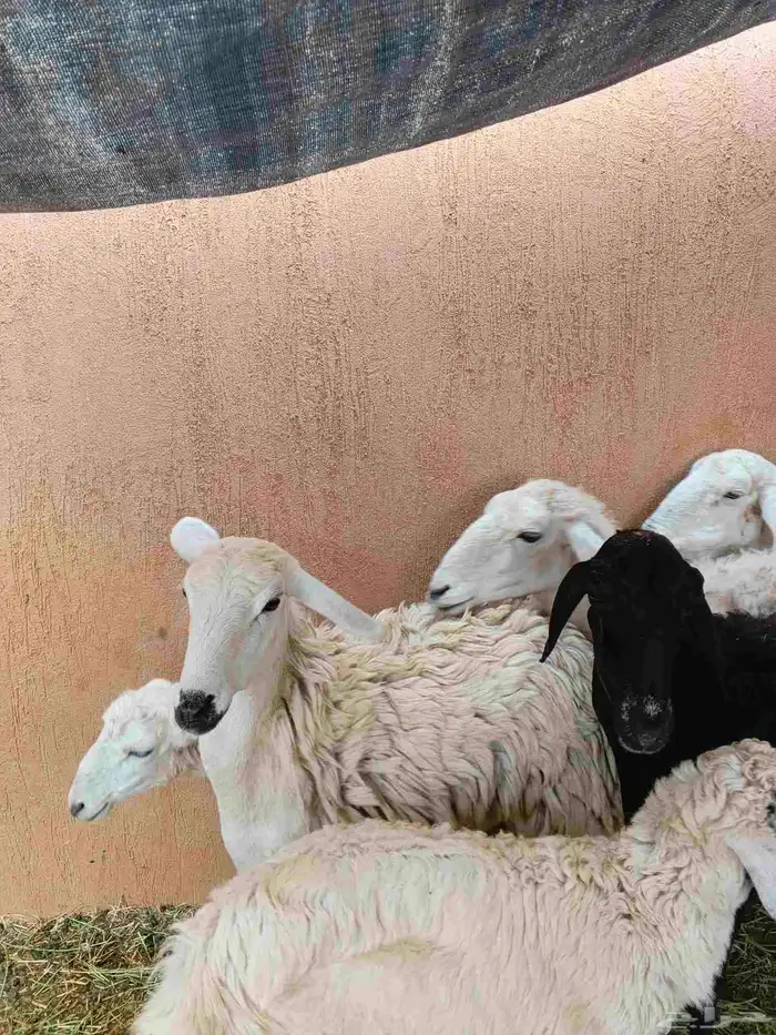 3 نعاج خلفات حري وسواكني 1