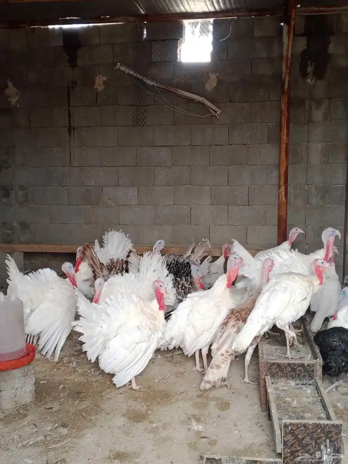 دجاج رومي للبيع 7
