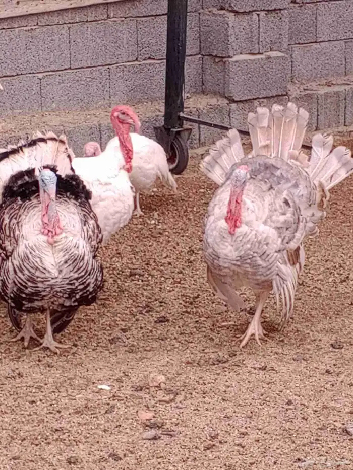 دجاج رومي للبيع 0