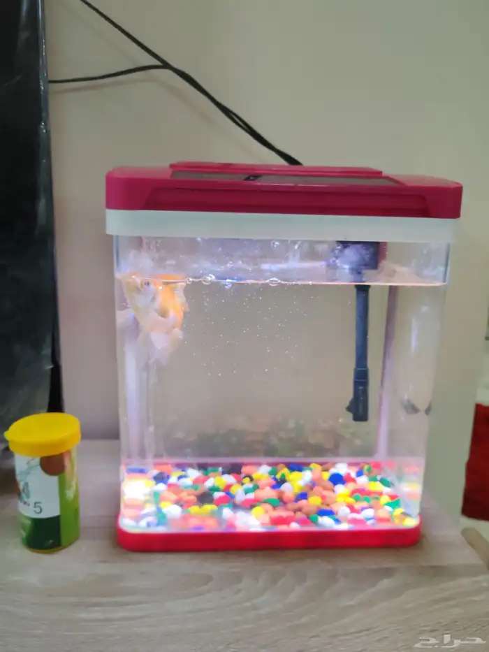 حوض سمك مع سمكة واحدة للبيع 0